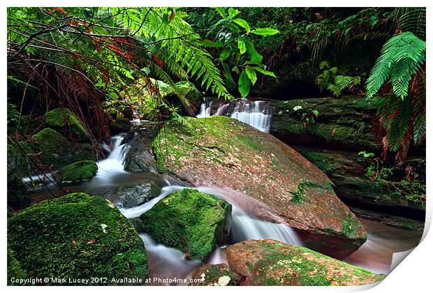 Christmas in the Forest Print by Mark Lucey