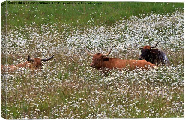 Longhorn cattle in daisies Canvas Print by Louise Heusinkveld