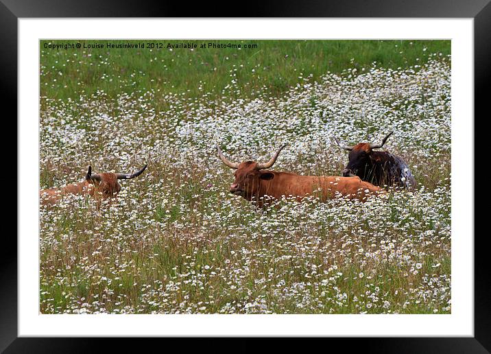 Longhorn cattle in daisies Framed Mounted Print by Louise Heusinkveld