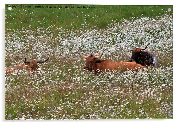 Longhorn cattle in daisies Acrylic by Louise Heusinkveld