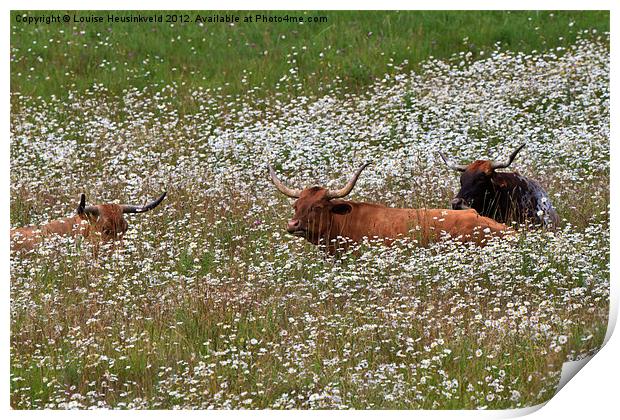 Longhorn cattle in daisies Print by Louise Heusinkveld