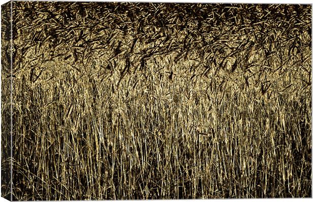 Golden Wheat Canvas Print by Mary Lane