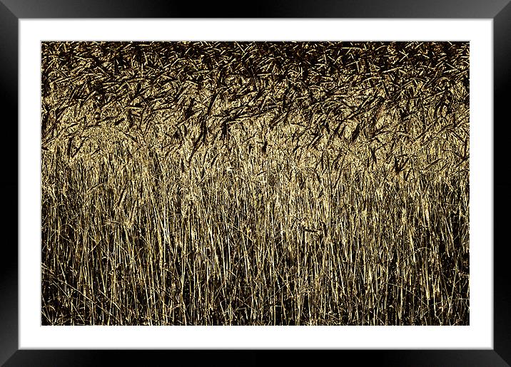 Golden Wheat Framed Mounted Print by Mary Lane