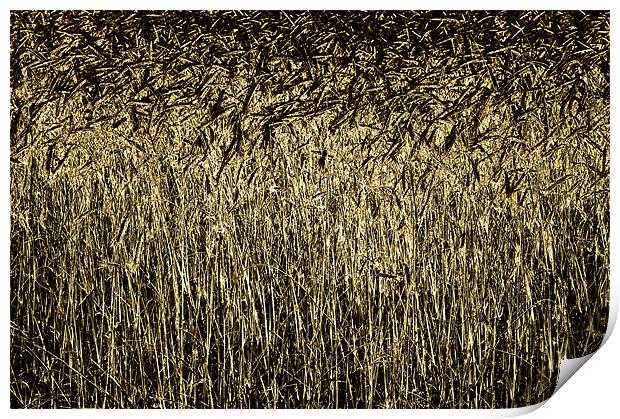 Golden Wheat Print by Mary Lane
