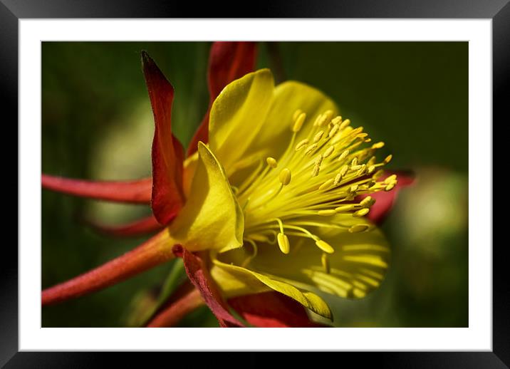 Columbine Framed Mounted Print by Mary Lane