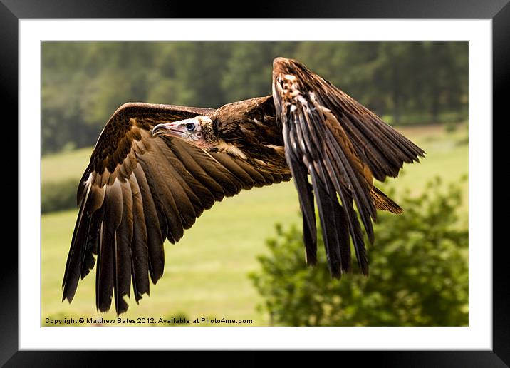 Hooded Vulture Framed Mounted Print by Matthew Bates