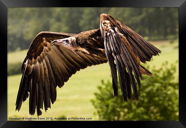 Hooded Vulture Framed Print by Matthew Bates
