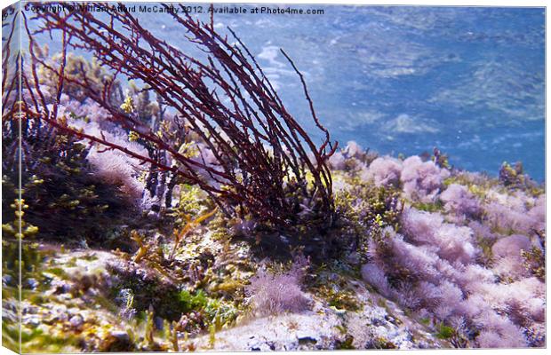 Seaweed Canvas Print by William AttardMcCarthy