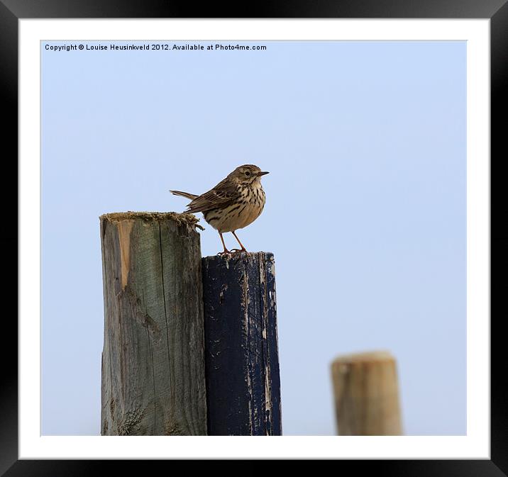 Meadow Pipit Framed Mounted Print by Louise Heusinkveld