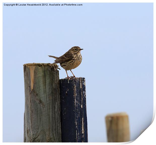 Meadow Pipit Print by Louise Heusinkveld
