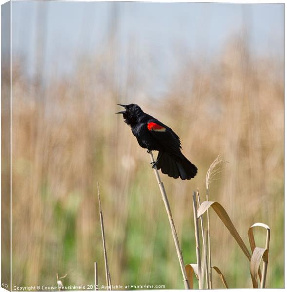 Red-winged Blackbird Singing Canvas Print by Louise Heusinkveld