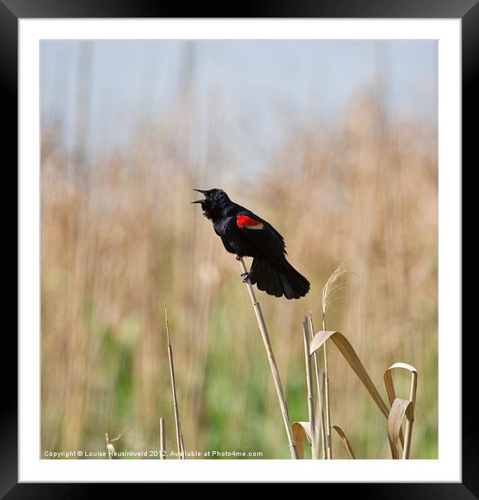 Red-winged Blackbird Singing Framed Mounted Print by Louise Heusinkveld