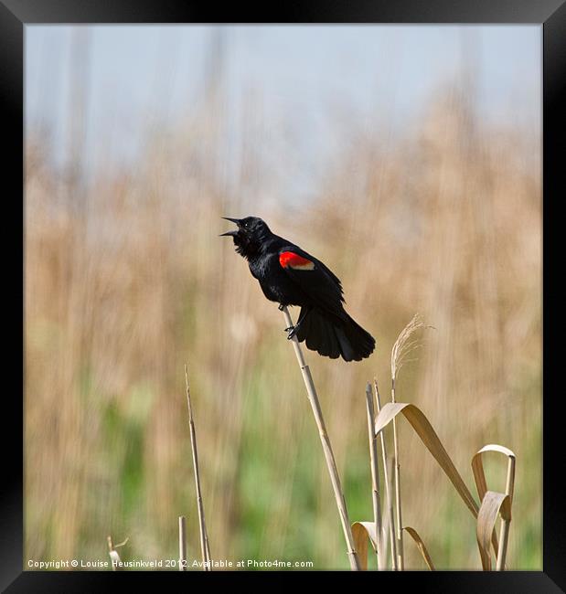 Red-winged Blackbird Singing Framed Print by Louise Heusinkveld
