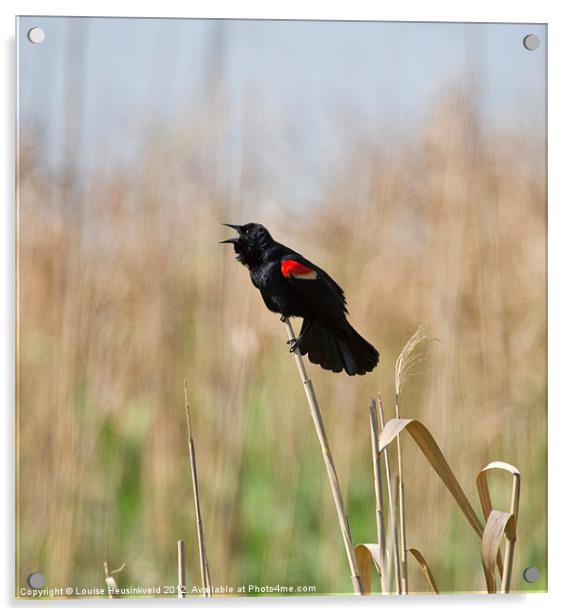 Red-winged Blackbird Singing Acrylic by Louise Heusinkveld