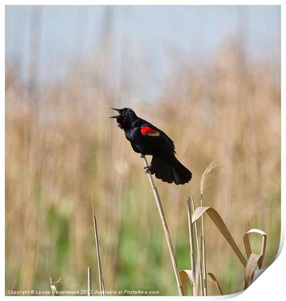 Red-winged Blackbird Singing Print by Louise Heusinkveld