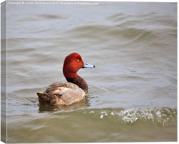 Redhead Duck Canvas Print by Louise Heusinkveld
