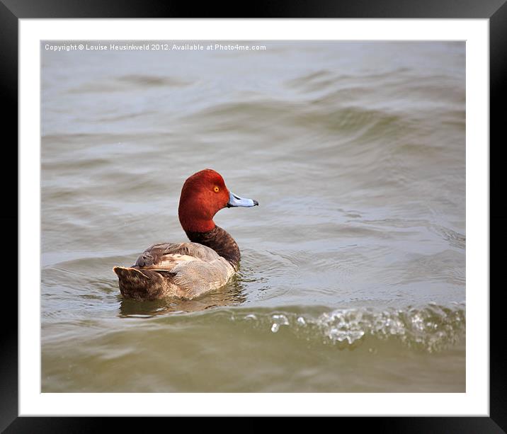 Redhead Duck Framed Mounted Print by Louise Heusinkveld