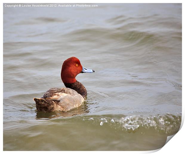 Redhead Duck Print by Louise Heusinkveld