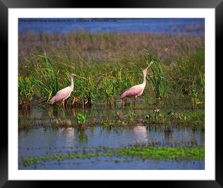 Roseate Spoonbills Framed Mounted Print by Louise Heusinkveld
