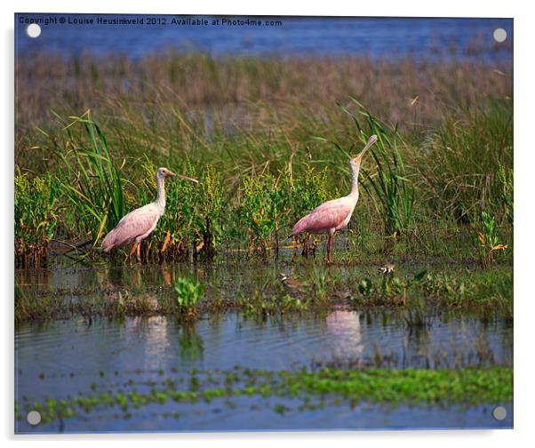 Roseate Spoonbills Acrylic by Louise Heusinkveld