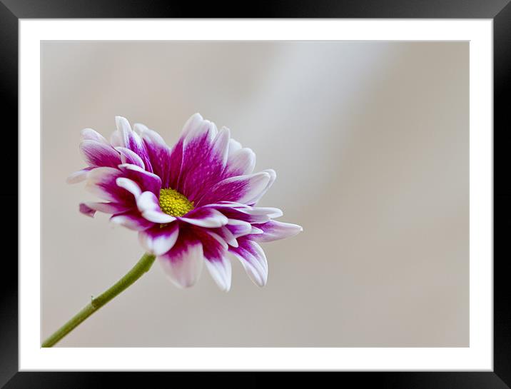 pink daisy Framed Mounted Print by Linda Somers