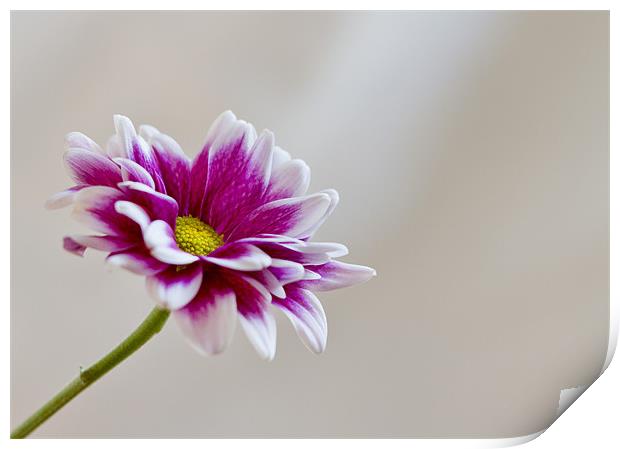 pink daisy Print by Linda Somers