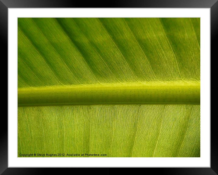 Green Fern Leaf Framed Mounted Print by Steve Hughes