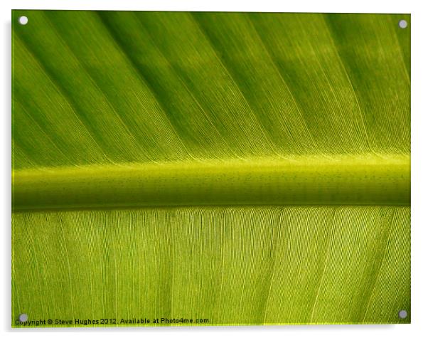 Green Fern Leaf Acrylic by Steve Hughes