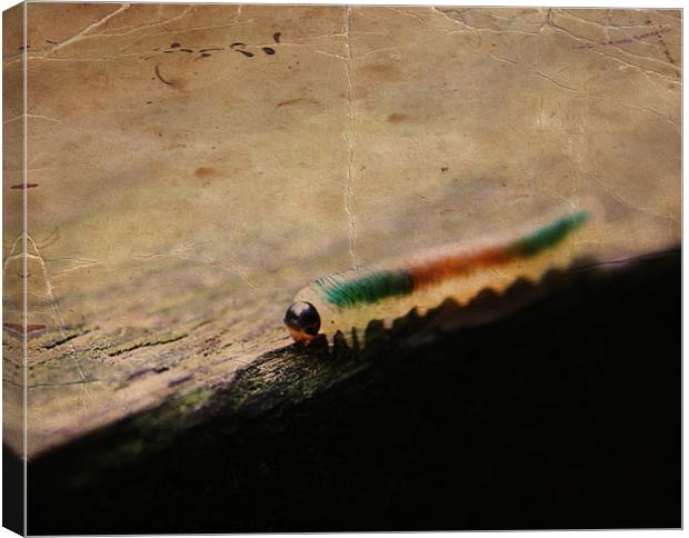 The Hungry Caterpilla Canvas Print by Loren Robbins