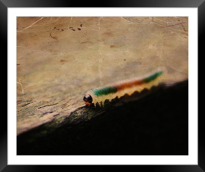 The Hungry Caterpilla Framed Mounted Print by Loren Robbins