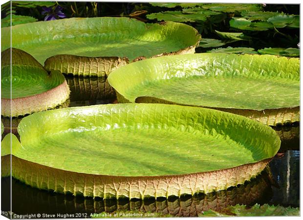 Giant Lilly Pads Canvas Print by Steve Hughes