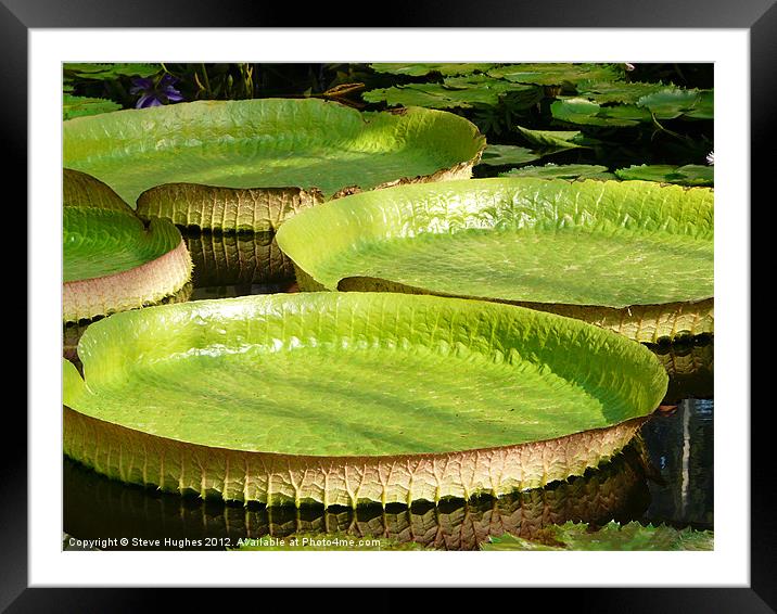 Giant Lilly Pads Framed Mounted Print by Steve Hughes