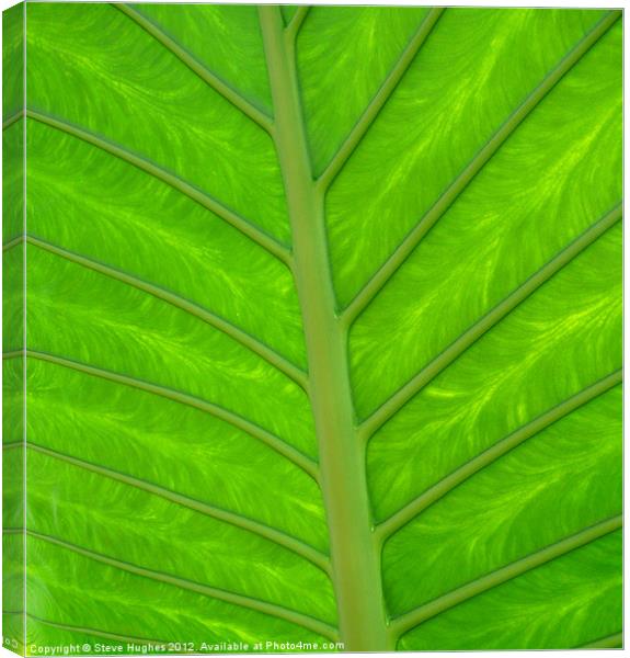 natural green leaf backlit Canvas Print by Steve Hughes
