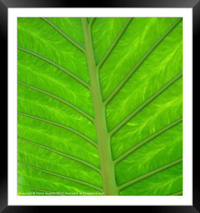 natural green leaf backlit Framed Mounted Print by Steve Hughes