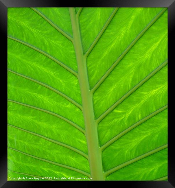 natural green leaf backlit Framed Print by Steve Hughes