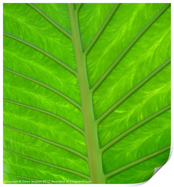 natural green leaf backlit Print by Steve Hughes