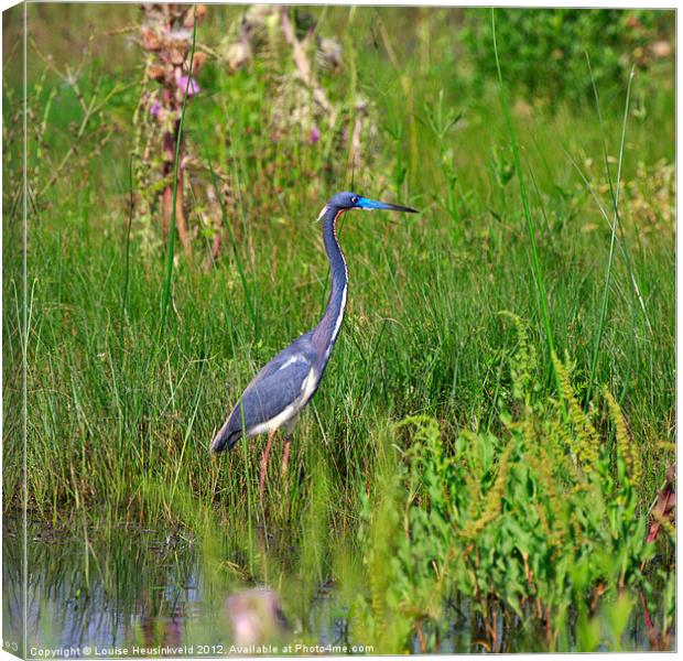 Tricolored Heron Canvas Print by Louise Heusinkveld