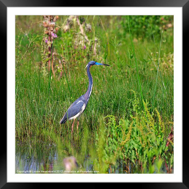 Tricolored Heron Framed Mounted Print by Louise Heusinkveld