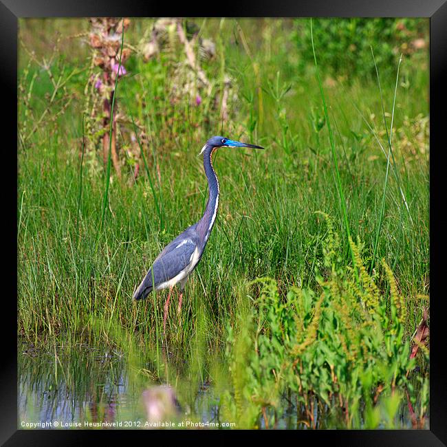 Tricolored Heron Framed Print by Louise Heusinkveld
