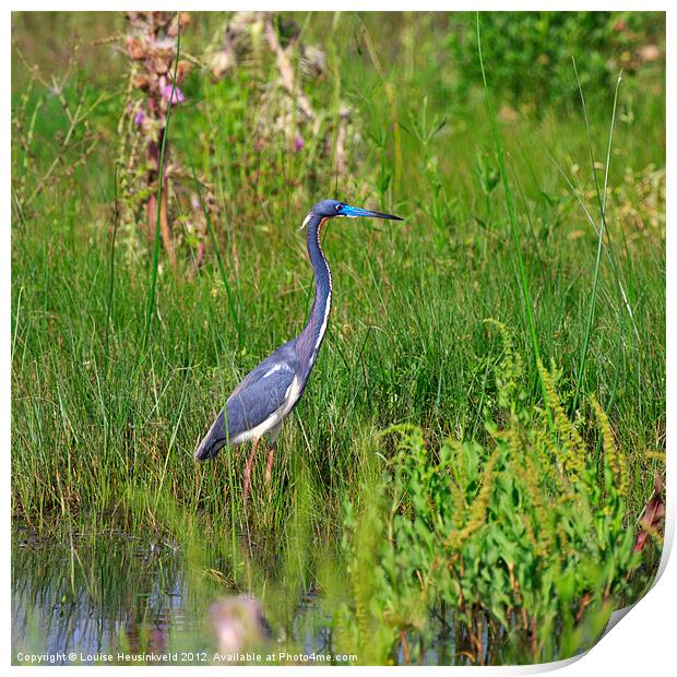 Tricolored Heron Print by Louise Heusinkveld