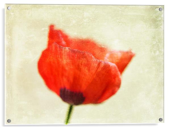 Lone Poppy Acrylic by James Rowland