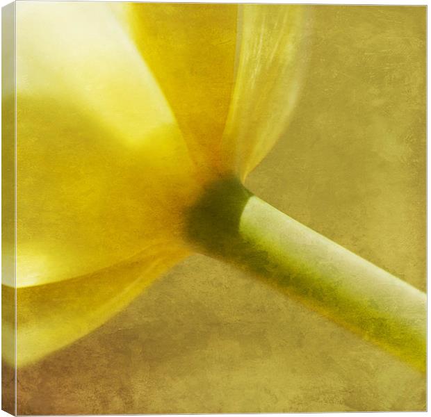 Crocus Abstract Canvas Print by James Rowland