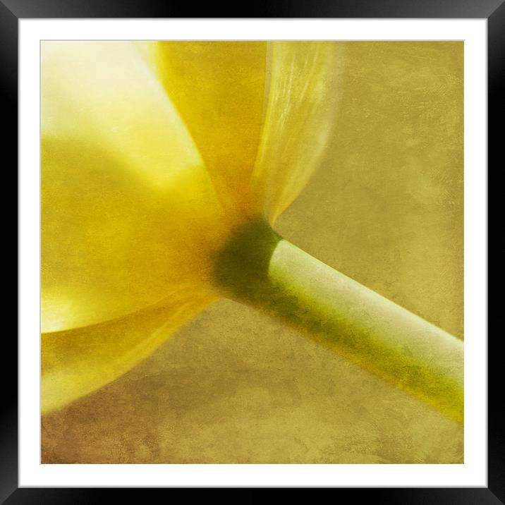 Crocus Abstract Framed Mounted Print by James Rowland