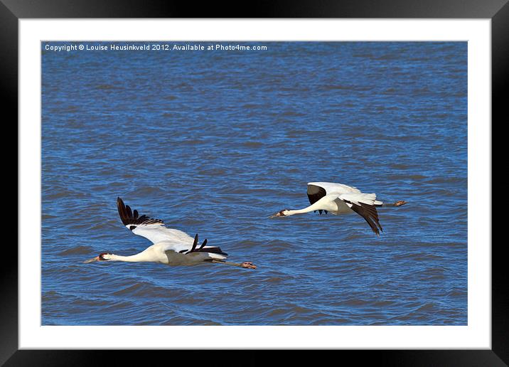 Whooping Cranes in flight Framed Mounted Print by Louise Heusinkveld