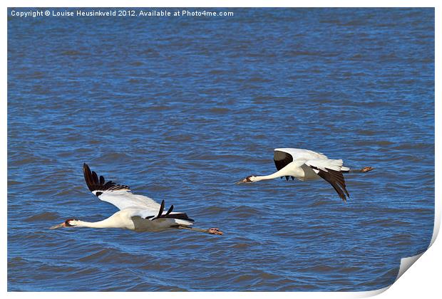 Whooping Cranes in flight Print by Louise Heusinkveld