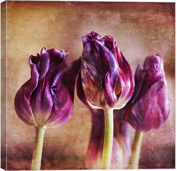 Fading Tulips Canvas Print by James Rowland