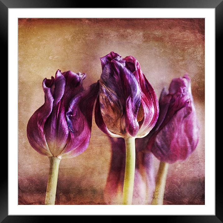 Fading Tulips Framed Mounted Print by James Rowland