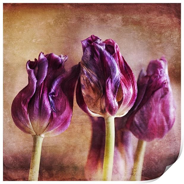 Fading Tulips Print by James Rowland