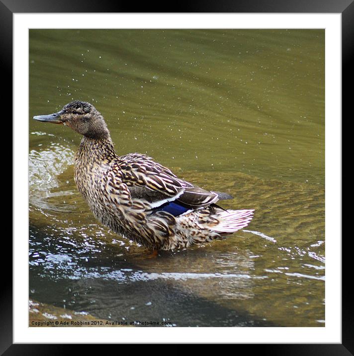Ronald Duck Framed Mounted Print by Ade Robbins