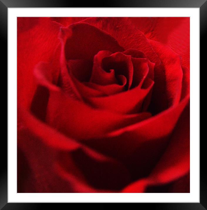 Rose Framed Mounted Print by Loren Robbins